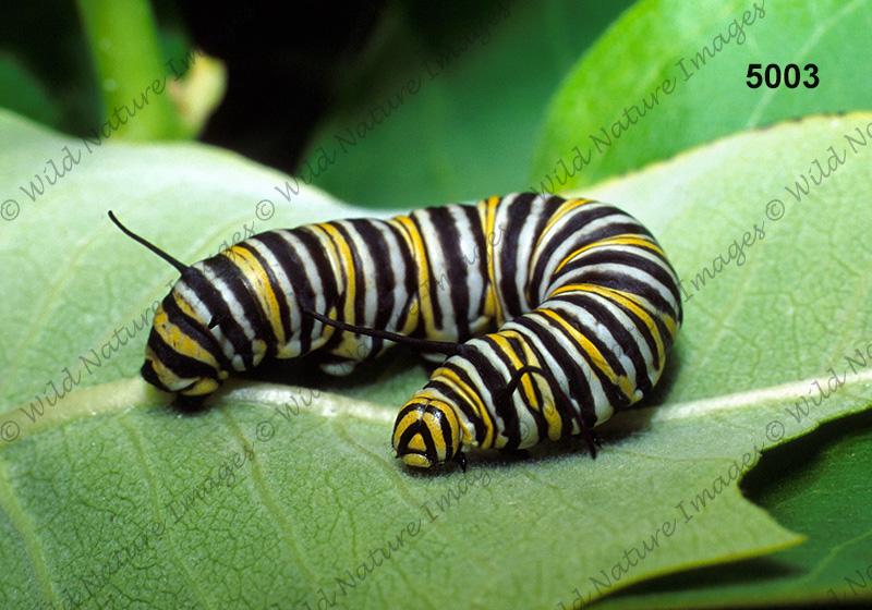 Monarch (Danaus plexippus)